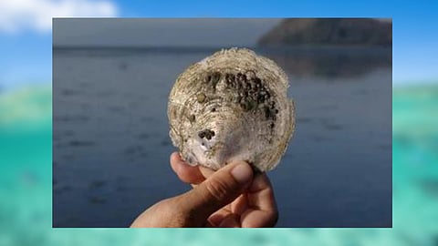  Window Pane Oysters