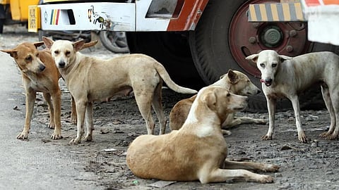 Stray Dog