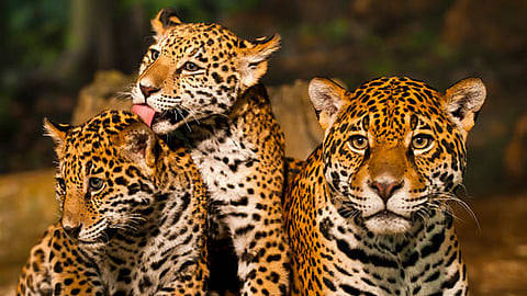 Leopard with three curbs spotted Shirshirem, Borim Goa
