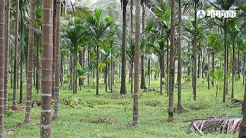 Goa Kulagar Farming in danger due to lack of irrigation