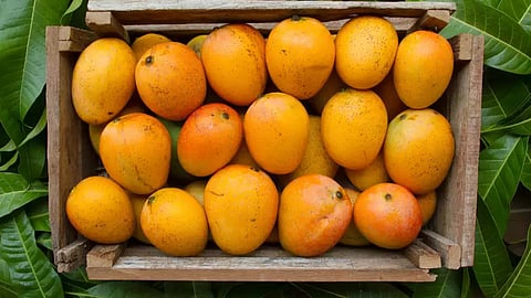 Mango 