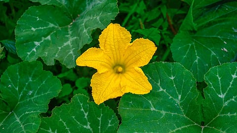 Pumpkin Flower