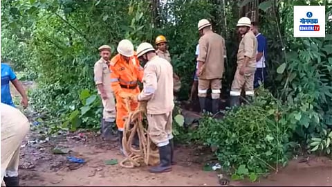 cow fell at Siolim 