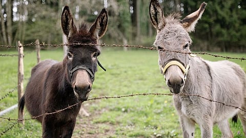 Donkey 