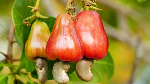 Goa Cashew GI Tag