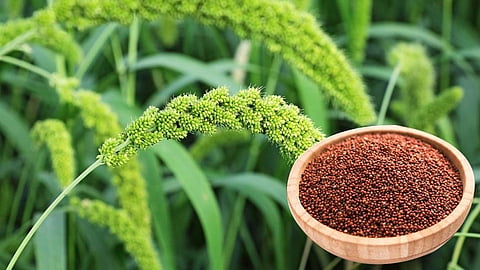 Finger millet 