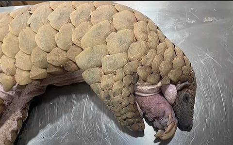 Rare India Pangolin rescued in Kavlem Ponda