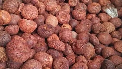 betel nut 