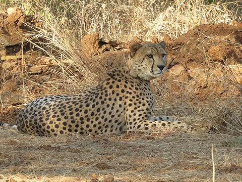 Cheetah Pawan
