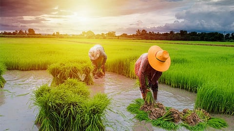agriculture