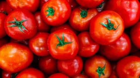 Tomato 