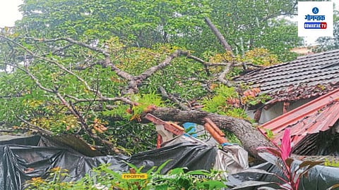 Tree Collapses 