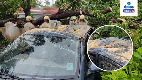 Tree Uprooted in Aldona