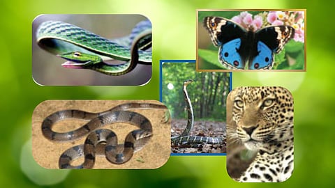 World Nature Conservation