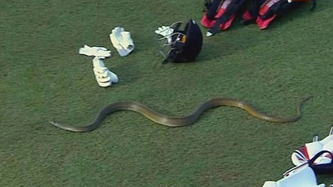  Snake