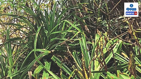 Environmental Conservation Activities