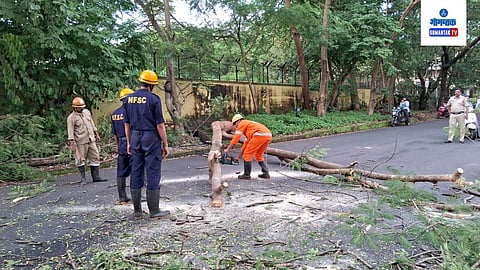 Panjim Tree Uprooted