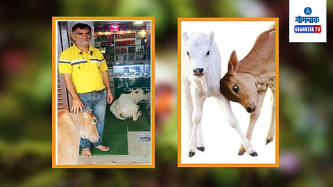 goa sanguem market cows compassion for animals