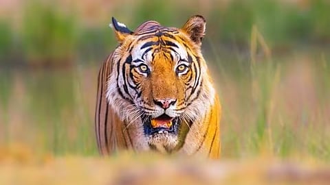 Goa Tiger Reserve