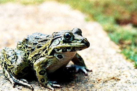 Frog 