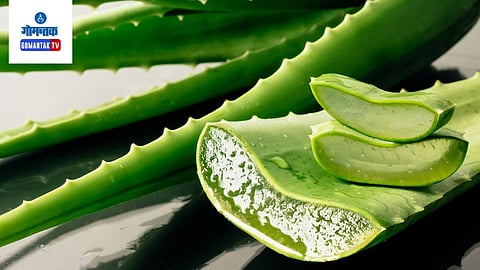 Aloe Vera Benefits