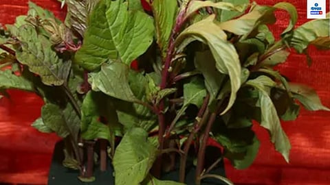 Green Leafy Ranbhaji