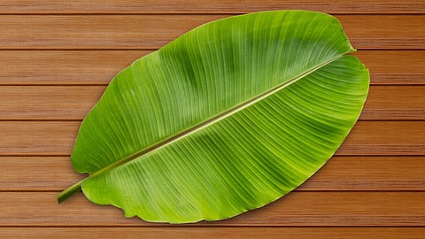 banana leaf
