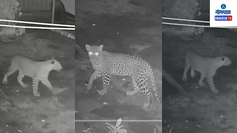 Leopard in Bicholim