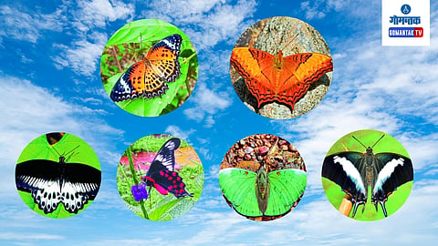Butterflies 