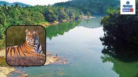 Mhadai Tiger 