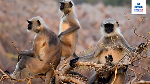 monkey