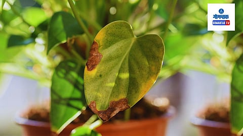 Money Plant