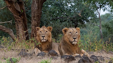 World Lion Day 2023: 