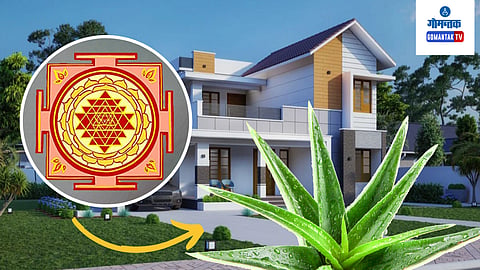 Vastu Tips For Aloe Vera Plant