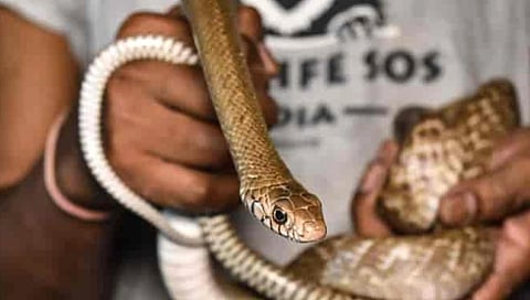 Nag Panchami Goa