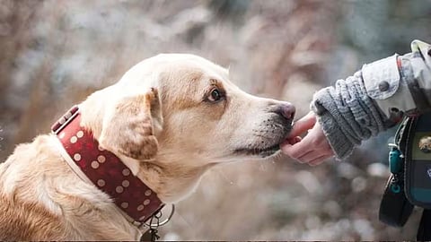 International Dog Day