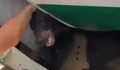Dubai Iraqi airline Bear
