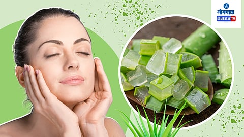 Aloe Vera Uses