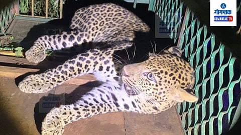 Leopard
