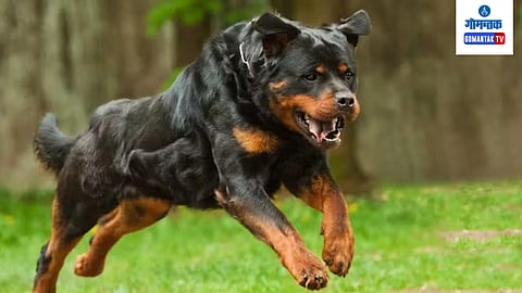 Goa Animal Breeding Bill 2025