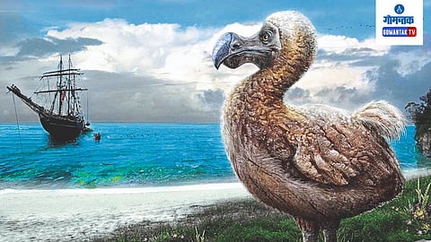 Dodo