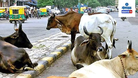 Stray Cattle In Margao