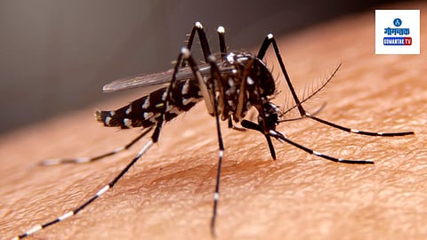 Goa Dengue Cases