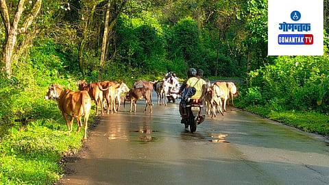 Stray Cattle Issue