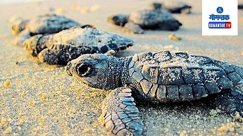 Morjim Turtle Conservation: 