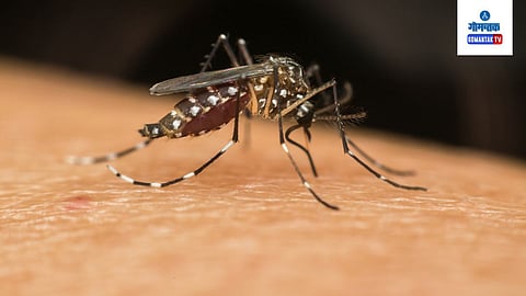 Mosquito