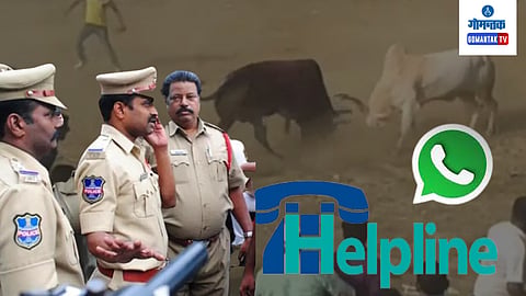 Bull Fight In Goa