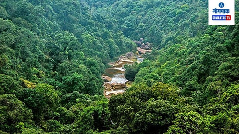 Forest 