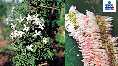 Jasmine Farming Mhardol