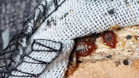 France has been struggling with the terror of the bed bugs fear among the citizens.